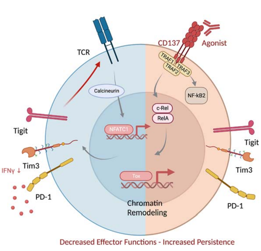 图2 NF-κB信号传导通路图.png