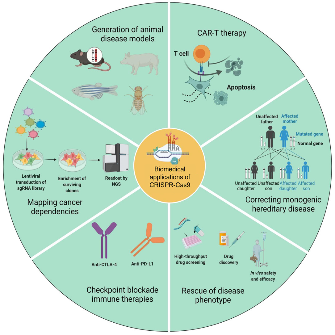 图1 CRISPR_Cas9技术在细胞系基因编辑中的应用-卡梅德生物.jpg