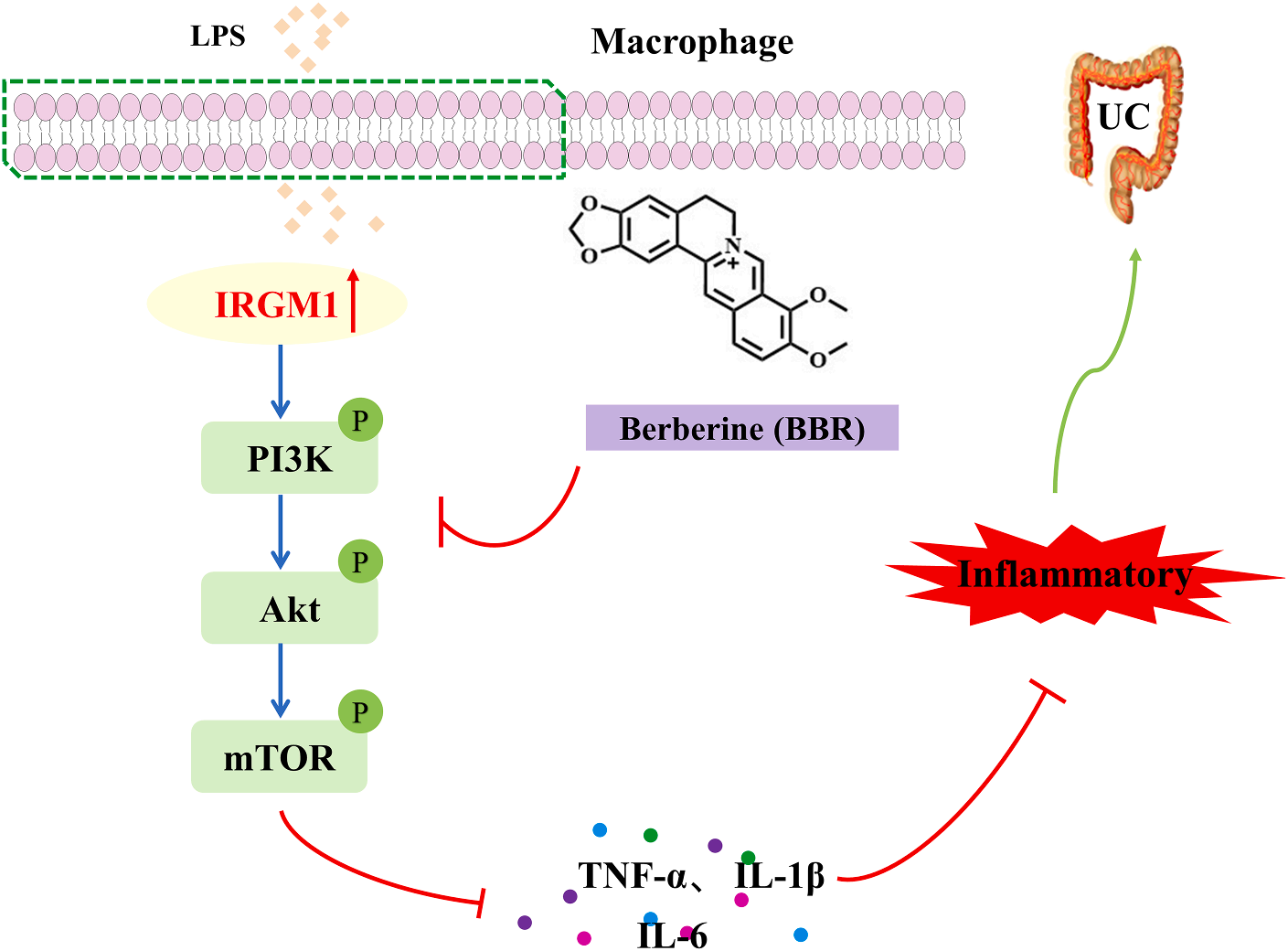 图10 BBR缓解UC的分子机制.png