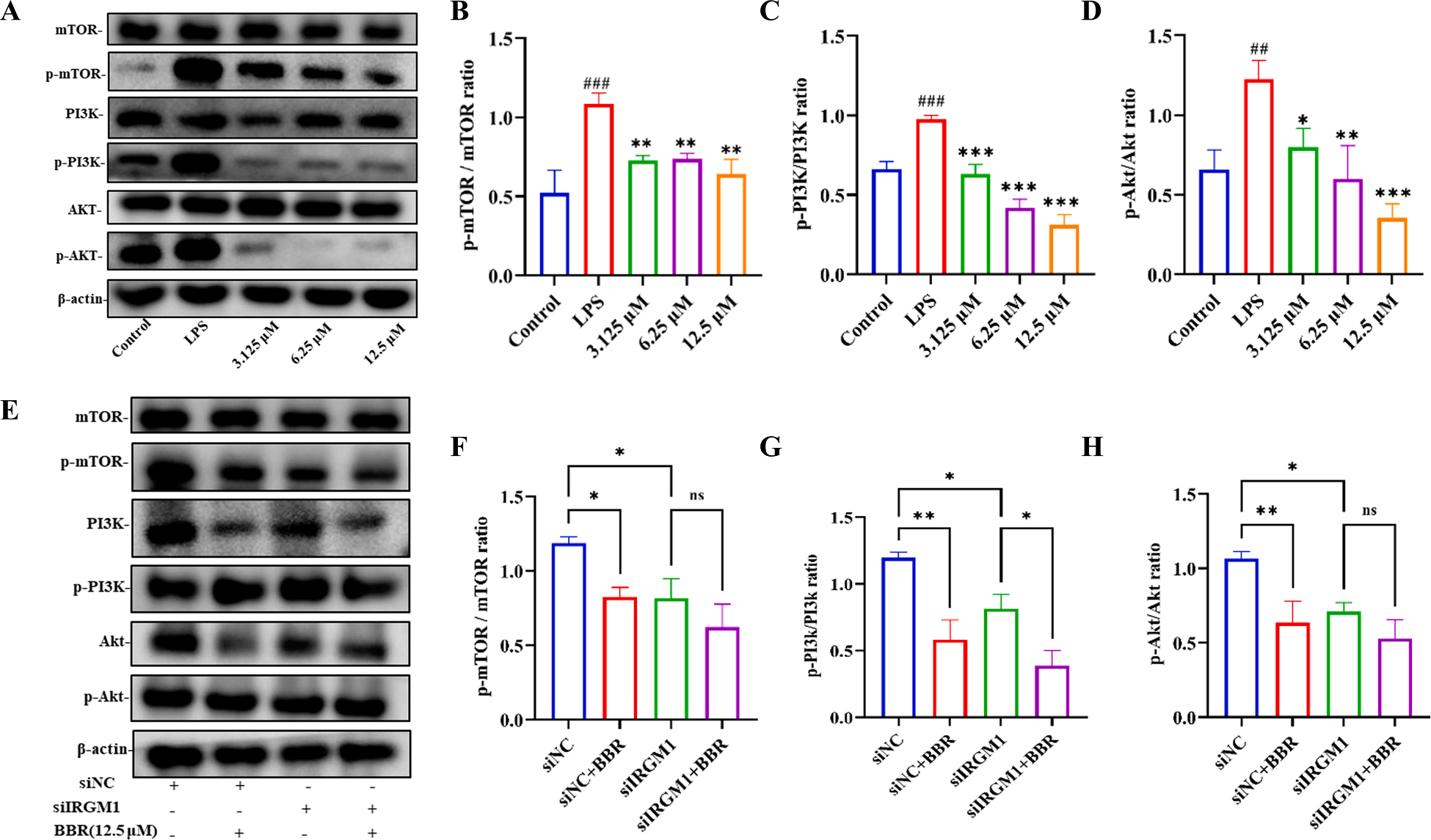 图9 BBR对由LPS诱导的RAW264.7细胞炎症模型中蛋白质表达的影响.png