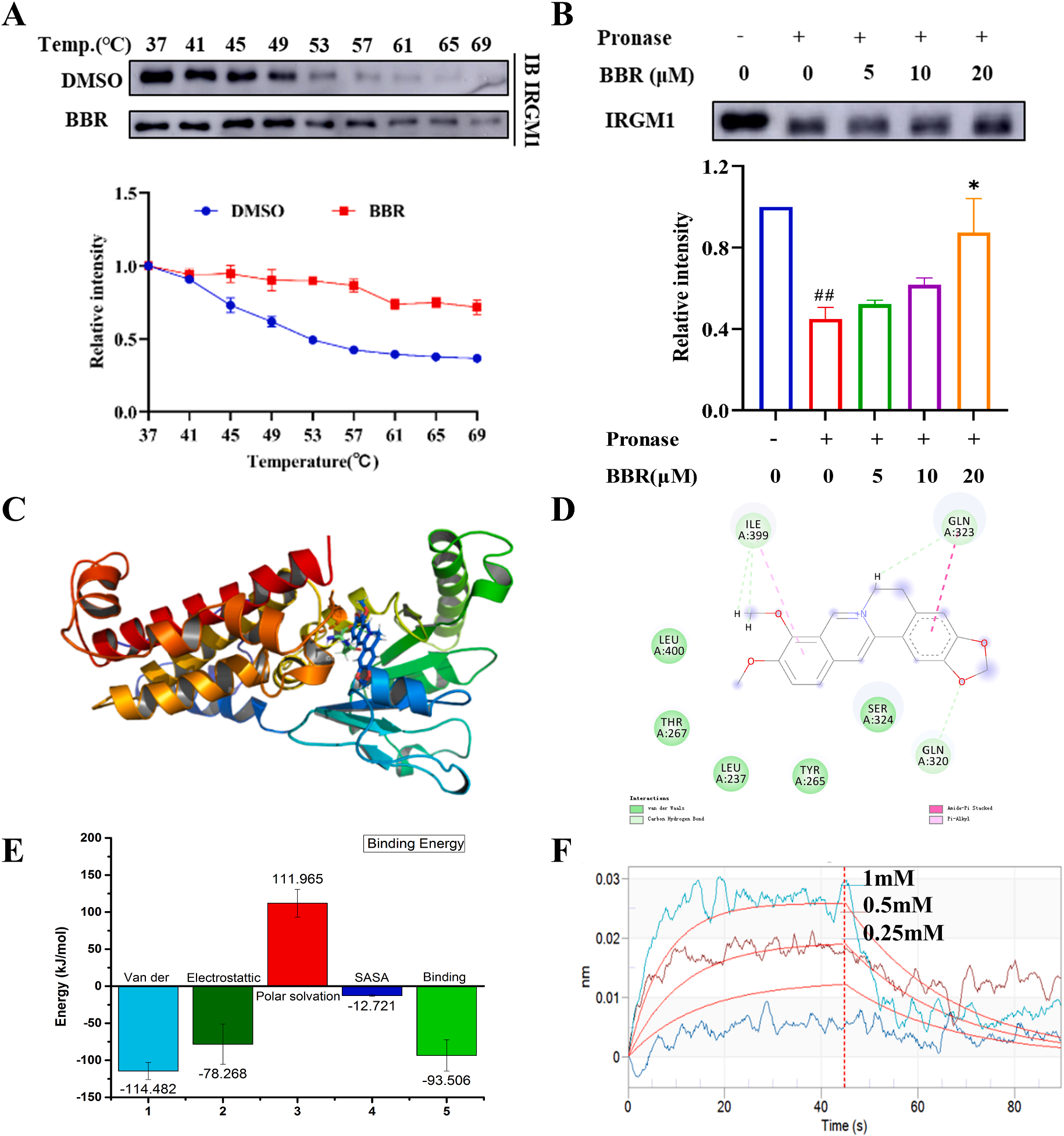 图6 小檗碱与IRGM1的共价结合.png