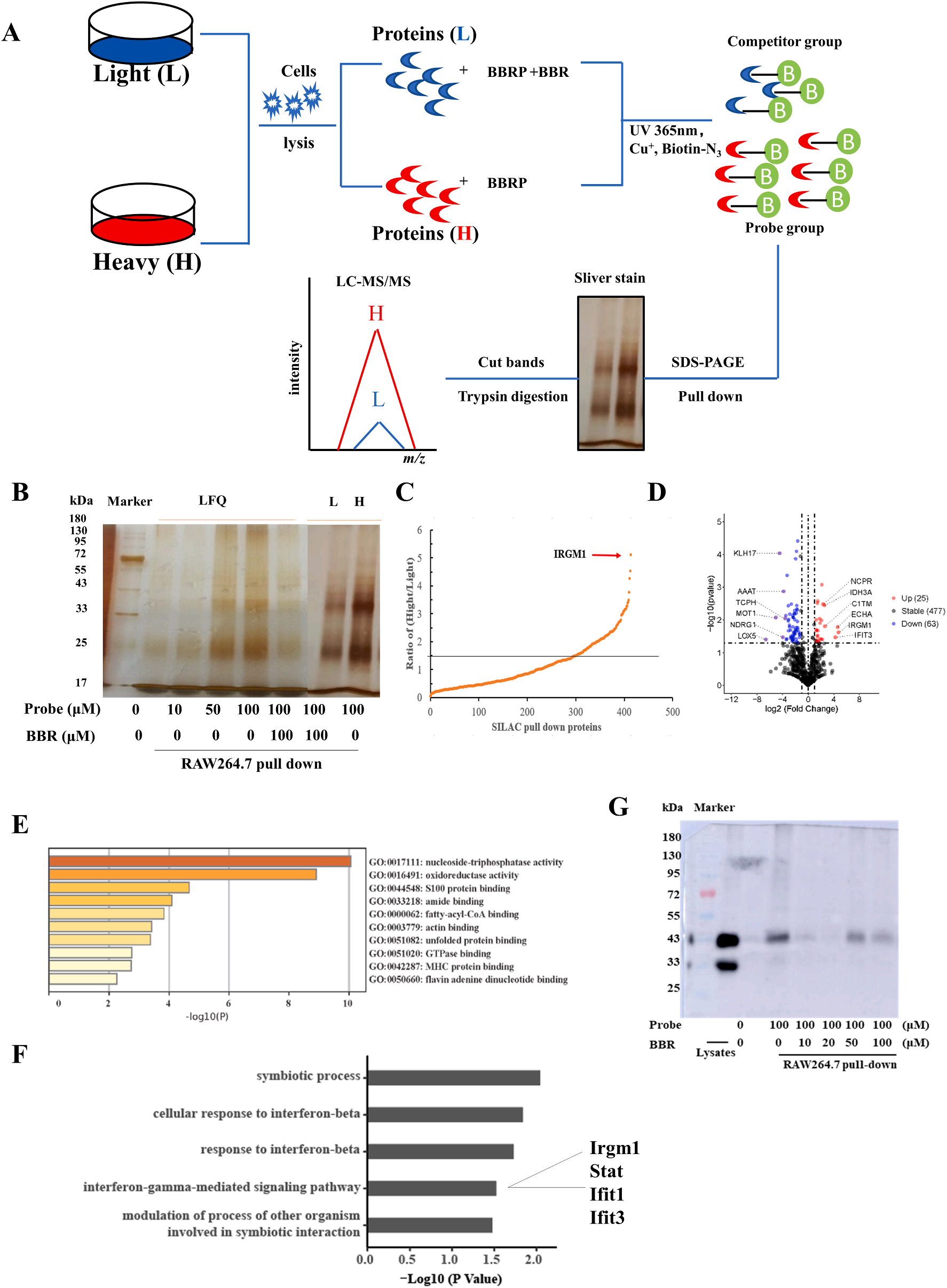 图5 基于SILAC下拉技术的化学蛋白质组学方法用于确定 BBR 的直接作用靶点.png