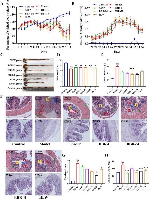 图2 黄连解毒汤和黄连提取物可改善小鼠溃疡性结肠炎.jpg