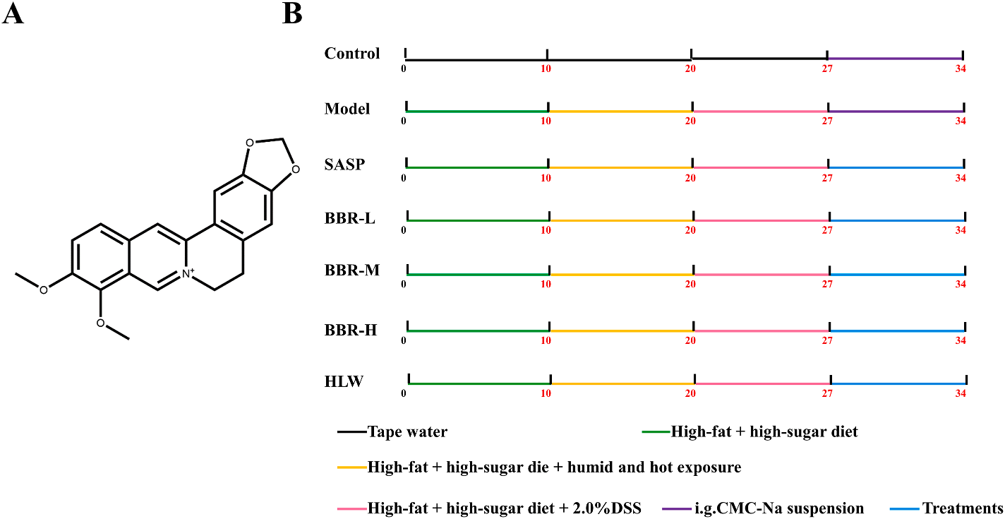 图1 小檗碱（BBR）的化学结构及体内动物实验设计.png