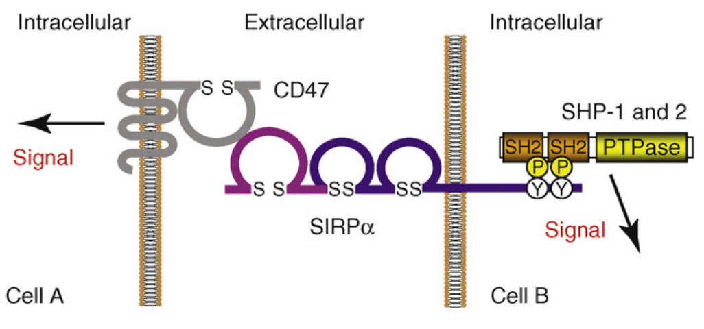 图1 CD47 - SHPS-1信号复合体.png
