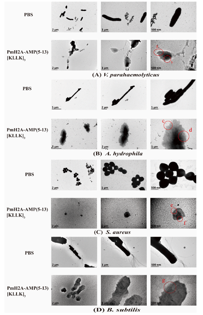 图2 不同细菌物种在接触PmH2A-AMP(5–13)[KLLK]3后的形态变化.png