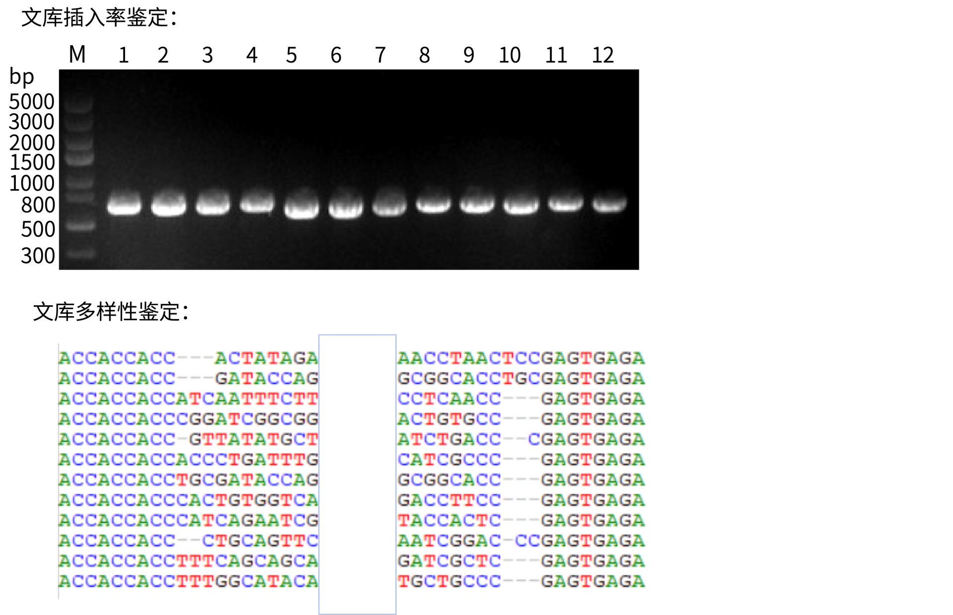 oligo pool服文库鉴定结果.png