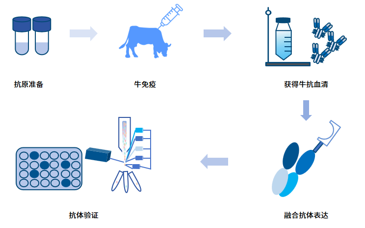 牛单B细胞单抗制备服务流程.png