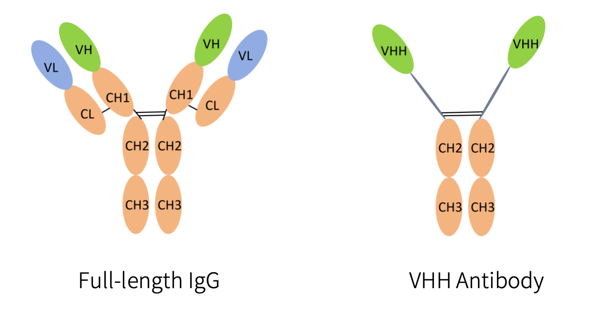 vhh-antibody-service.png