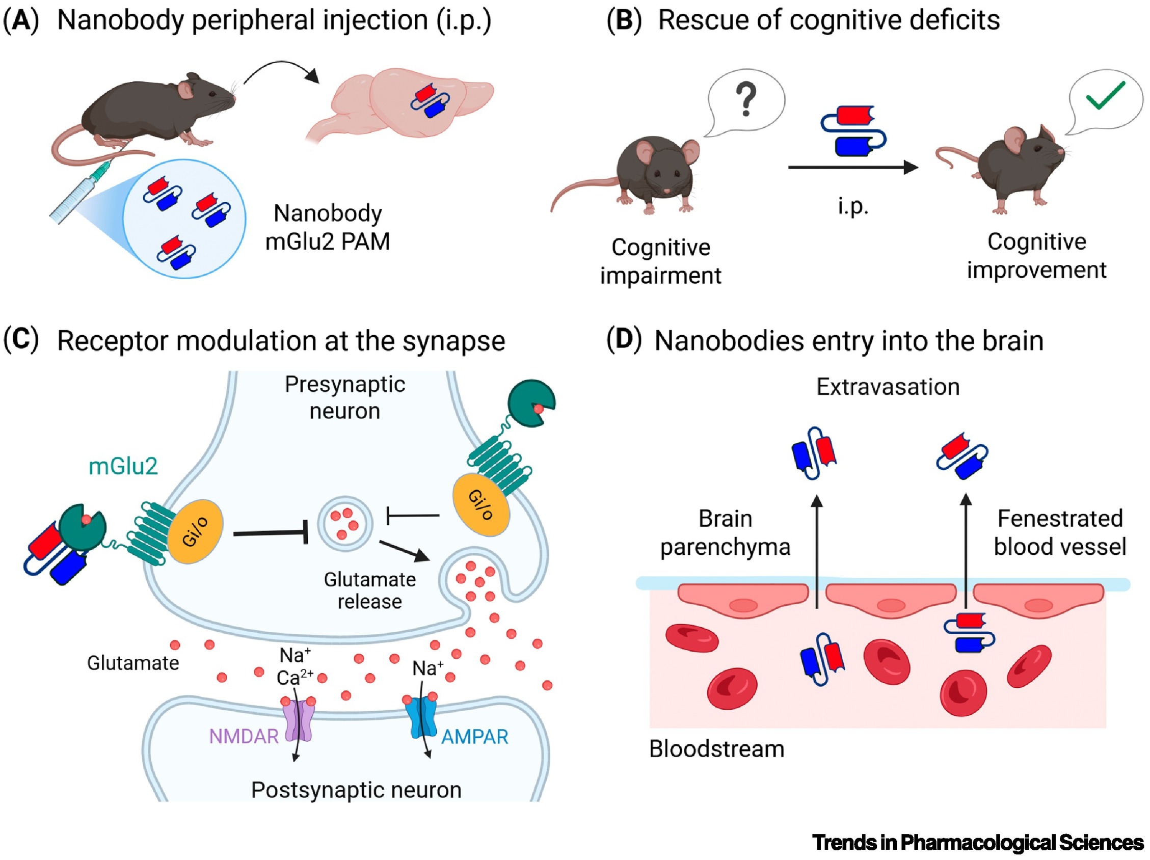 图2 一种针对谷氨酸受体的纳米抗体可挽救 N-甲基-D-天冬氨酸（NMDA）功能减退型精神分裂症小鼠模型的认知缺陷.jpg