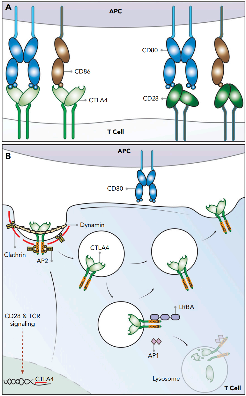 图1 CTLA-4细胞生物学示意图.png