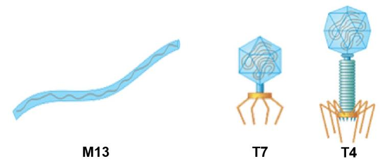 图1 噬菌体展示系统的分类.png