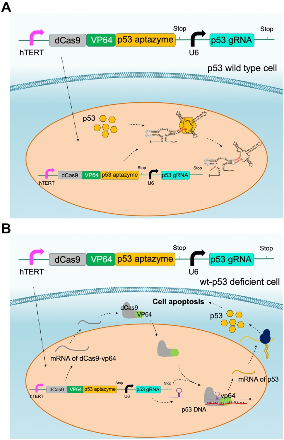图5 CRISPR-p53适体酶介导的细胞凋亡.png