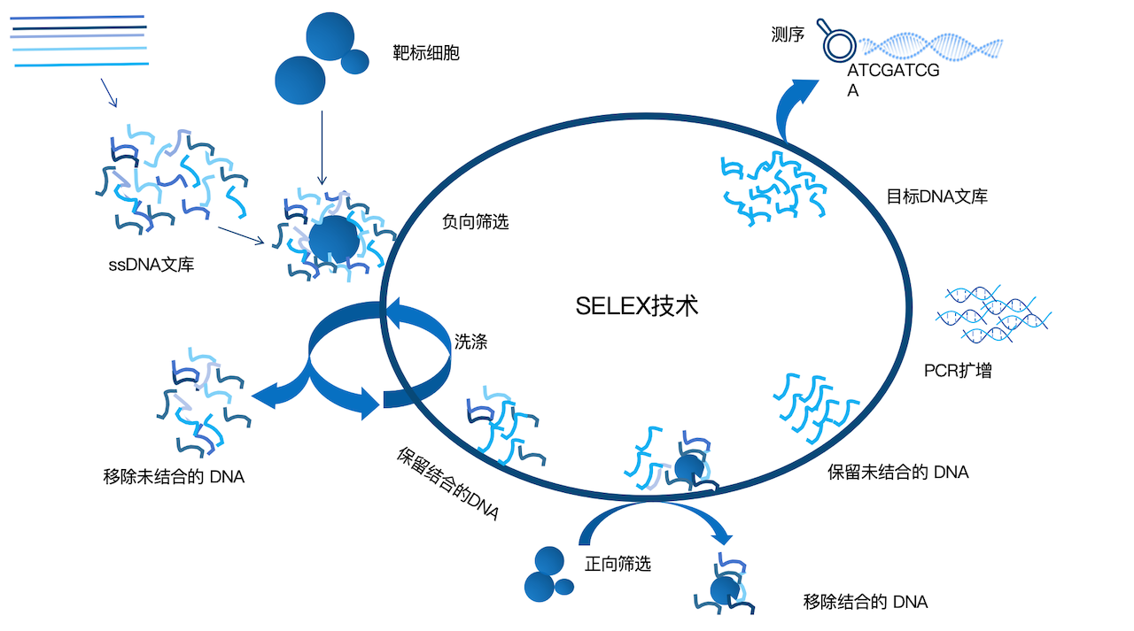 SELEX技术流程.png