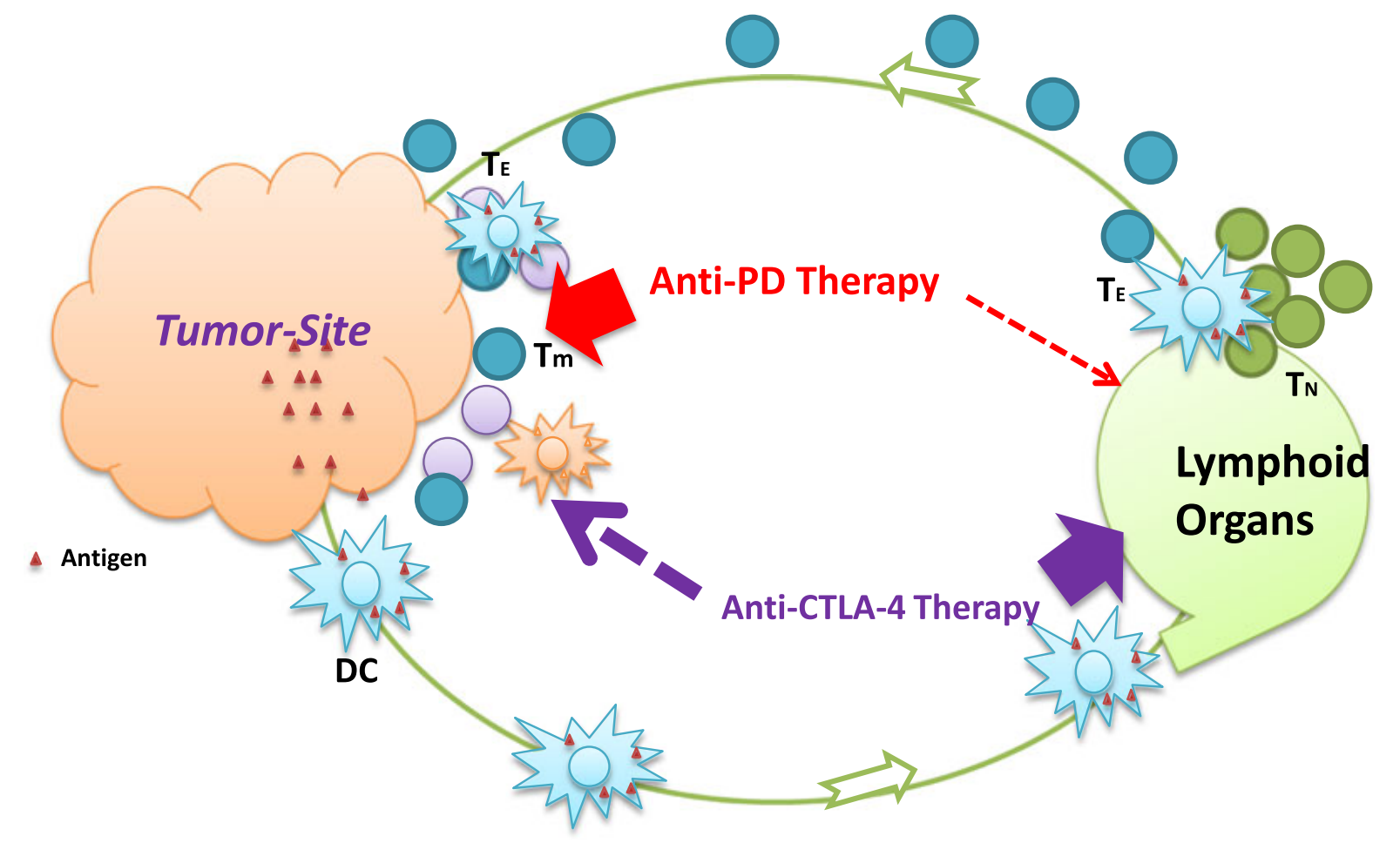 图3 Anti-CD274与Anti-CTLA-4疗法的作用环节及联合治疗机制.png
