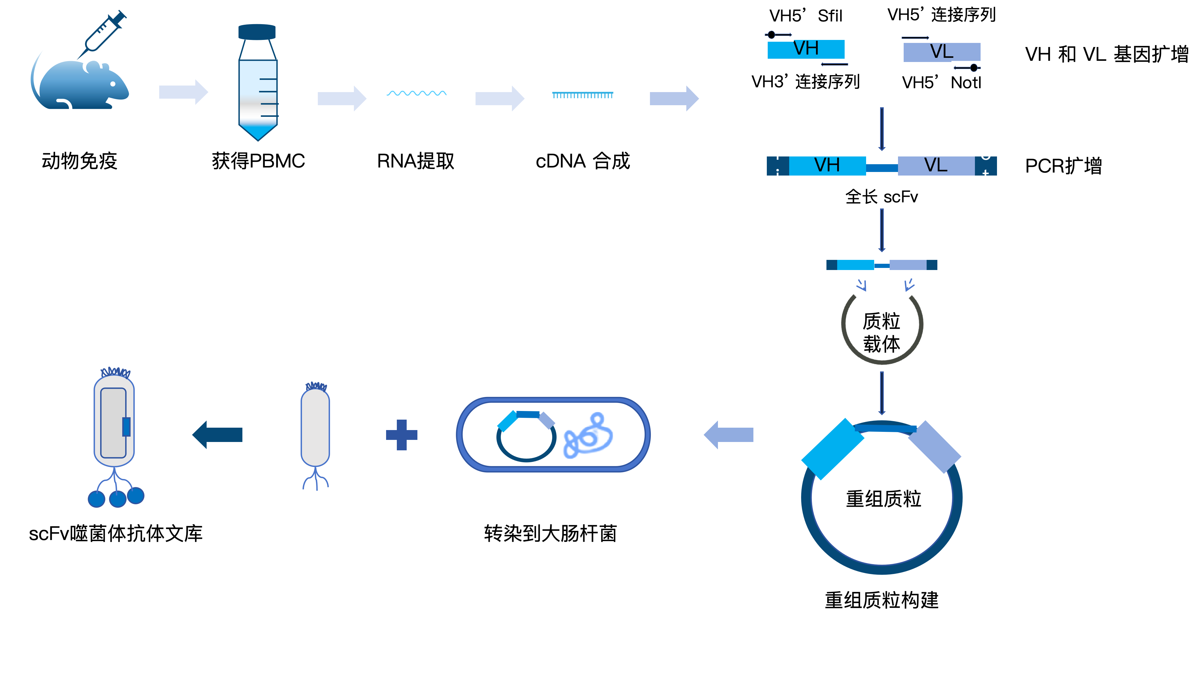 scFv抗体文库构建服务流程.png