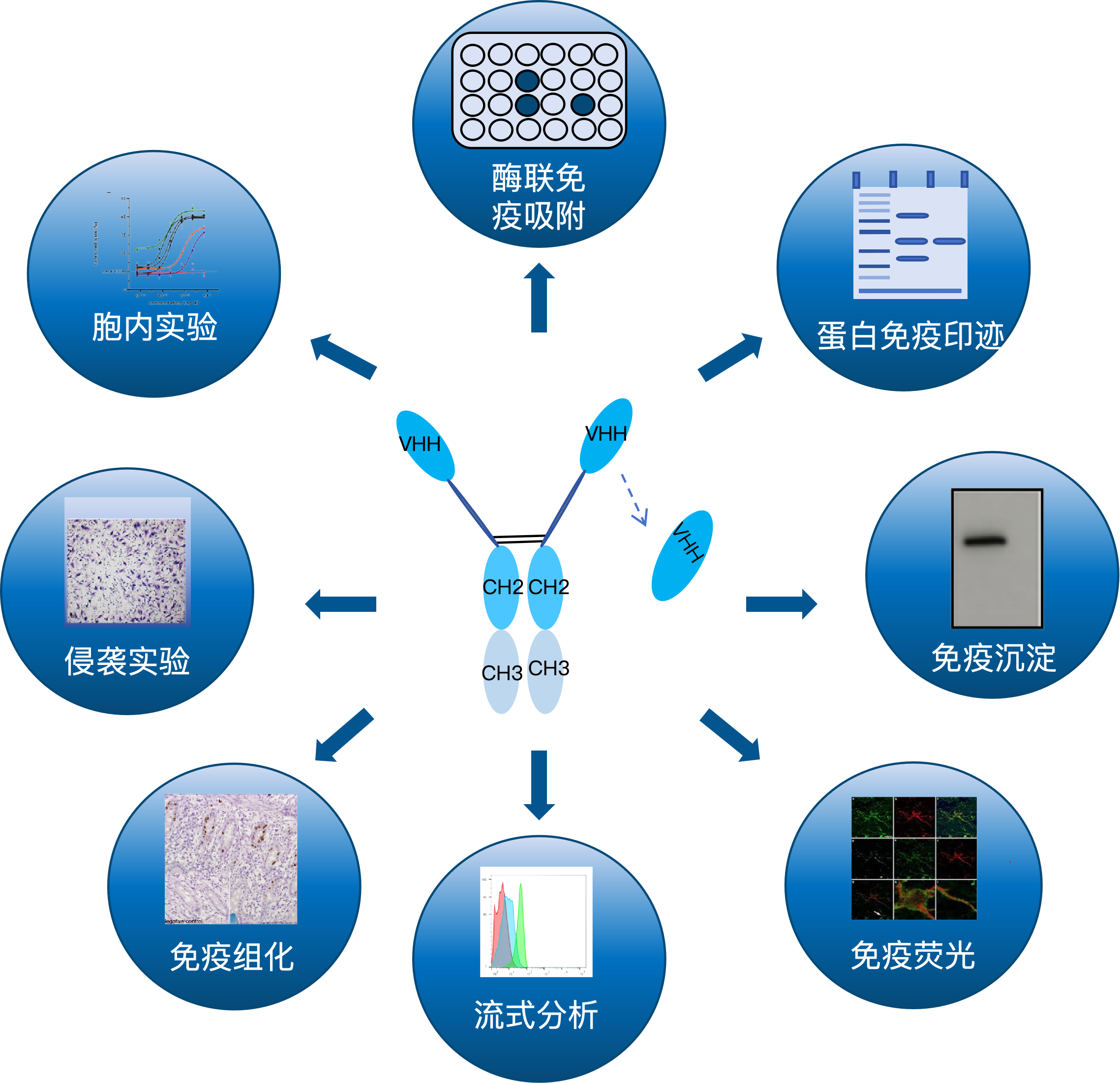 VHH抗体功能性研究服务流程.png