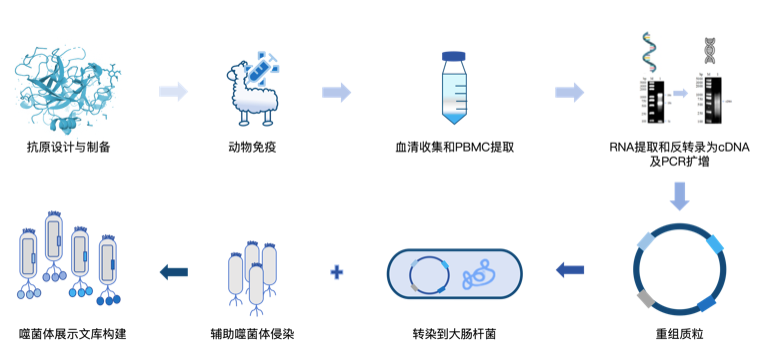 图3 卡梅德生物噬菌体展示文库构建平台服务流程.png