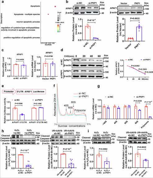 Fig.8APAF1蛋白水平、荧光素酶报告基因、多核糖体分析、Caspase-93剪切验证.png