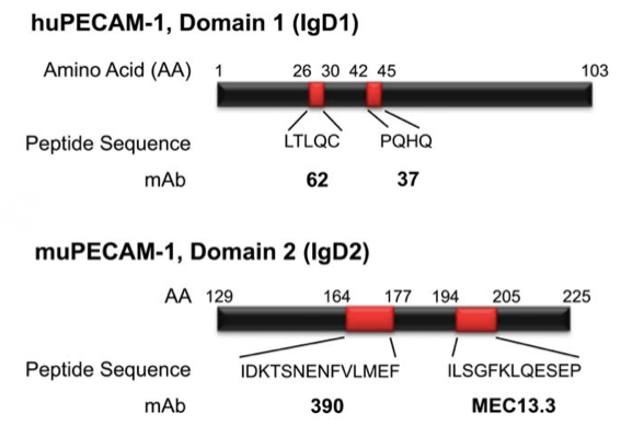 图3:PECAM-1 CD31蛋白结构域示意图.png